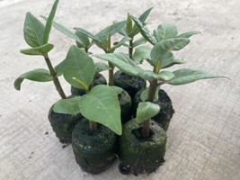  2 Baby Hawaiian Plumeria Franjipani Plant Mix Colors - £14.94 GBP