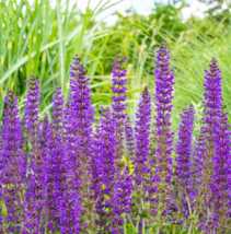 200 Seeds Salvia MEADOW SAGE Blue Purple Attracts Bees Hummingbirds - £7.42 GBP