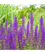 200 Seeds Salvia MEADOW SAGE Blue Purple Attracts Bees Hummingbirds - £7.20 GBP