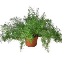 Fern &#39;Sprengeri&#39;-6&quot; Pot - $1,004.06 MXN
