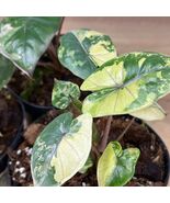 Alocasia Yucatan Princess Variegata Variegated Rare Live Starter Plant Corms - $13.99 - $29.99