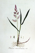 Phalaris arundinacea seeds Reed canary grass seed semillas graines - $5.27+