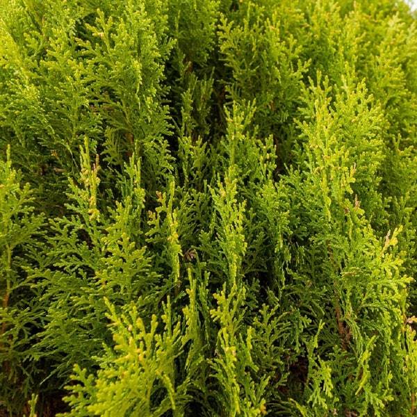 Evergreen Parsley Seeds Fresh Garden Seeds Fresh Seeds - $3.00
