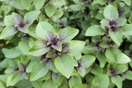Holy Basil - App 50 Garden Herb Seeds! Sacred Tulsi -Wholesome Non GMO A... - $3.99
