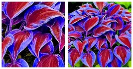 Stunning Hosta 300 Seeds Deep Red and Blue-Green Foliage Mix Fresh Seeds - $14.99