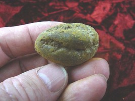 (PP462-39) 1-5/8&quot; Genuine Fossil TURTLE POOP Coprolite DUNG WEIRD WA sta... - £9.60 GBP