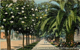 DB Postcard CA C484 Magnolia and Palm Walk Southern California Children Walking - £3.82 GBP