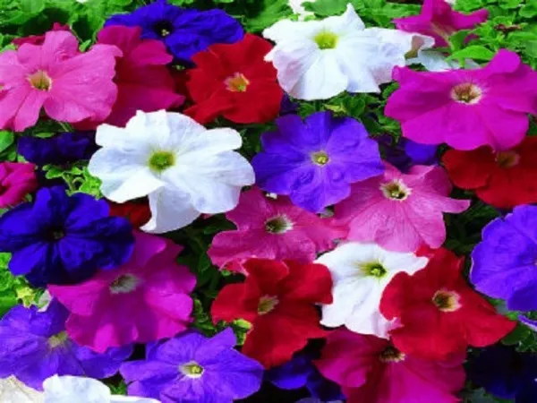 50 Pelleted Petunia Seeds Ultra Ltd Edition Mix Petunia Seeds - £10.59 GBP