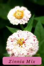 7406 zinnia mix pop thumb200