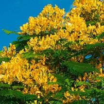 Yellow Poinciana Tree (Peltophorum Pterocarpum) Seeds USA SELLER - $13.82