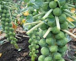 250 Seeds Long Island Brussel Sprout Seeds Fast Shipping - $8.99
