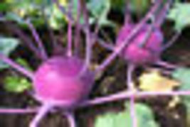 Seeds 2023 Purple Vienna Kohlrabi Seeds | German Cabbage Fall Garden Vegetable - £9.59 GBP