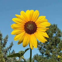 WILD ANNUAL SUNFLOWER SEEDS Helianthus annuus 200 Seeds for Planting  - £13.53 GBP