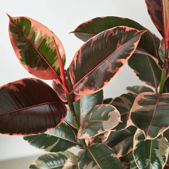 25+ Seeds Ficus Elastica &#39;Ruby Pink&#39; Plant - $11.39