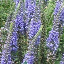 Spike Speedwell Veronica Spicata Garden USA Shipping - $9.82