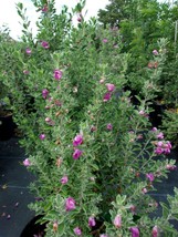 PURPLE TEXAS SAGE 2-3 Feet Flowering Shrub Evergreen Plants Edible Shrub... - $53.30
