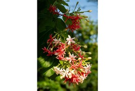 French Provence Quisqualis Fragrant Organic Quisqualis, 50 SEEDS D - $12.35