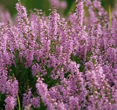 100 Seeds Scotch True Heather Shrub Scot&#39;S Purple Pink Flower Calluna Vulgaris  - £7.61 GBP