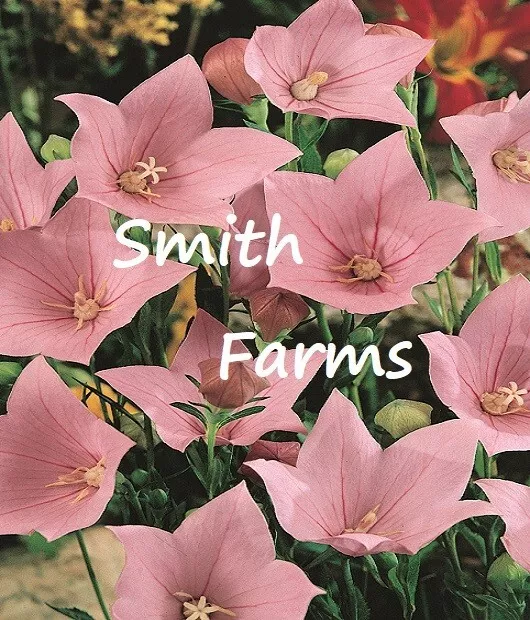 25 Seeds Pink Balloon Flower Platycodon Grandiflorus Fresh Seeds USA Seller - £9.78 GBP