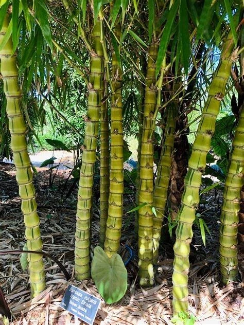 50 Dwarf Buddah Belly Bamboo Seeds Privacy Plant Garden Clumping Shade S... - $11.71