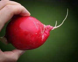 500 Champion Radish Sweet Scarlet Red Raphanus Sativus Root Vegetable Seeds Fres - $10.45