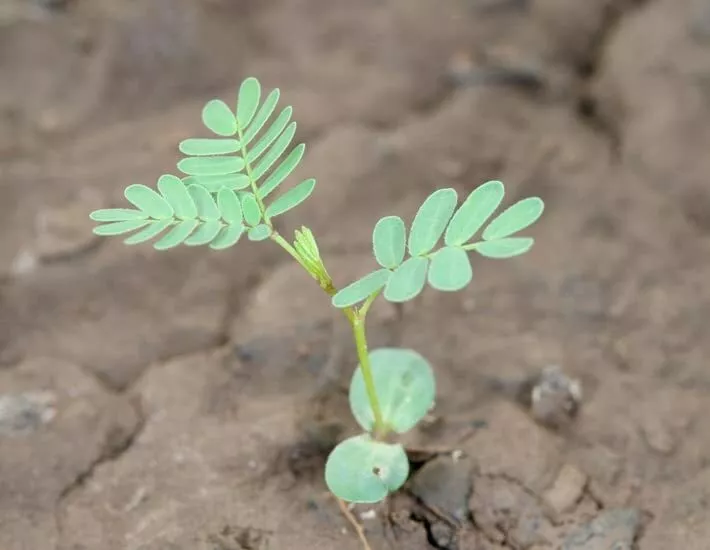 Prairie Mimosa Seeds 30 Desmanthus Illinoensis Seeds Il - £9.65 GBP