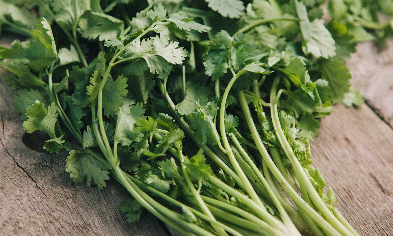 500 Non-GMO Cilantro/Coriander Seeds – Versatile Culinary Herb - $5.94