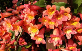 BIGNONIA &quot;TANGERINE BEAUTY&quot; CROSSVINE*Rooted Starter Plant**ATTRACTS BUT... - $43.99