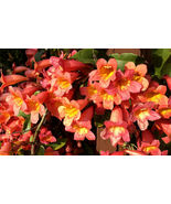 BIGNONIA &quot;TANGERINE BEAUTY&quot; CROSSVINE*Rooted Starter Plant**ATTRACTS BUT... - £34.35 GBP