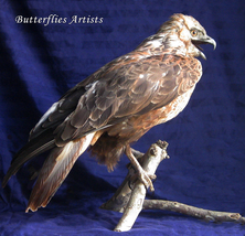 Bird Of Prey Buteo Lagopus Rough-legged Buzzard Hawk Taxidermy Stuffed M... - $830.00