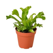 Bird&#39;s Nest Leslie Fern-6&quot; Pot - $47.50