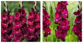 10 Gladiolus - Ravel Flower Bulbs - Garden Plant - $34.99