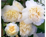 JURY&#39;S YELLOW Bloom Camellia Japonica-Live Starter Plant - £40.79 GBP
