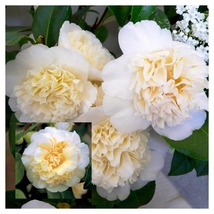 JURY&#39;S YELLOW Bloom Camellia Japonica-Live Starter Plant - £40.84 GBP
