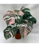 10 Seeds Pink Monstera Flower Beauitful Large Colorful Leaves Plant Garden - $7.17