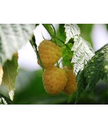 HeirloomSupplySuccess 25 Heirloom Yellow Raspberry Anne Seeds - $6.99