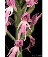 Naked Man Orchid Flower Exotic Tropical Houseplant 150 seeds - $9.26