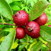 Red Strawberry Guava Seeds Psidium Cattleianum Packet Of 10 Seeds US Seller Fast - £6.92 GBP