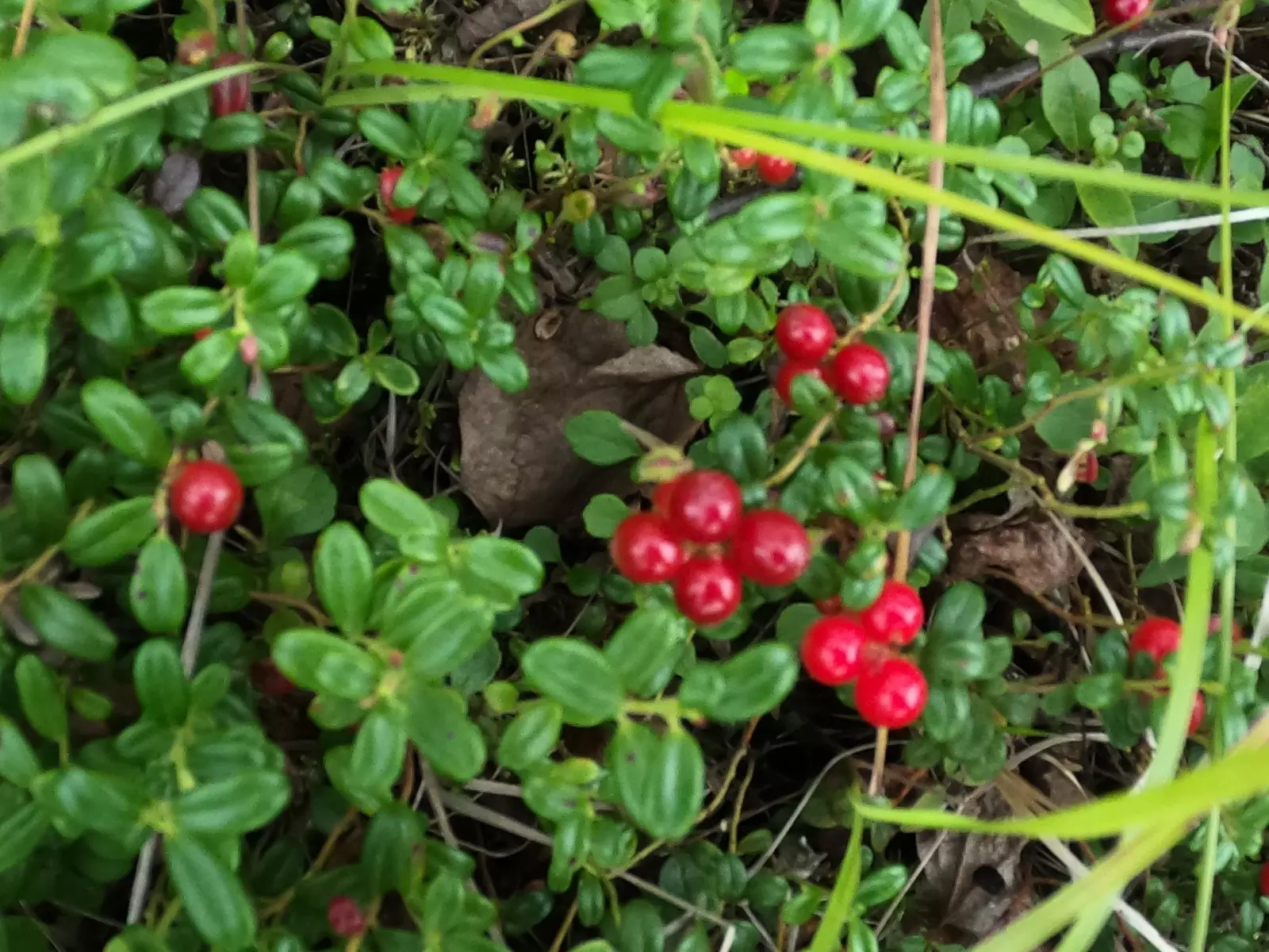 Vaccinium vitis-idaea /Lingonberry 4  Live Plant Rhizomes - $35.65