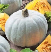 Crown Squash, 10 Seeds - $10.29