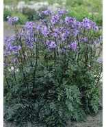 Polemonium Yezoense Purple Rain Jacobs Ladder Fresh Seeds - £14.20 GBP