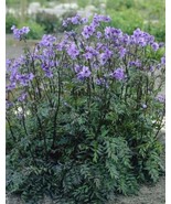 Polemonium Yezoense Purple Rain Jacobs Ladder Fresh Seeds - £12.95 GBP