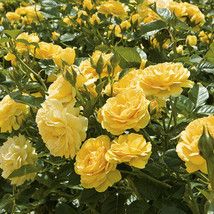 1 pcs Julia Child Yellow Floribunda Rose Live Plant 2 Gallon Pot - £97.50 GBP