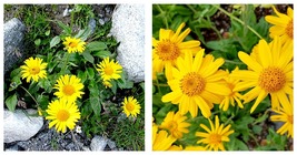 Arnica Montana Flower Seeds 200 Seeds - $29.99