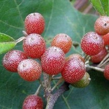 50 Seeds Silver Berry Elaeagnus Umbellata Seeds Fruit Tree Garden - $6.22