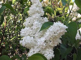 USA White Tree Lilac Hummingbird Fragrant Peking Syringa Pekinensis 20 Seeds - £8.76 GBP