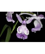 PONERORCHIS GRAMINIFOLIA TERRESTRIAL ORCHID TUBER - $15.00