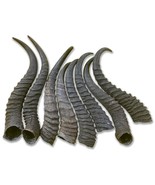 1 Springbok Horn, Dog Chew Springbok Horn Approx Size: 9 to 11 inches long - €16,48 EUR