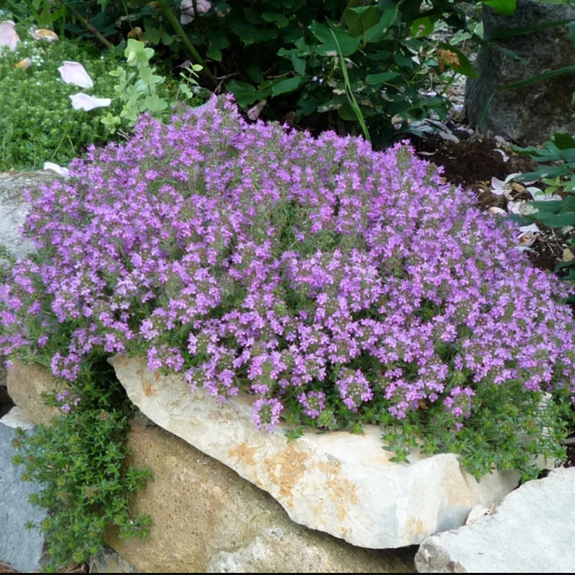 Sale 1000 Seeds Creeping Thyme Lavender Groundcover Perennial Purple Non-Gmo Item image 2