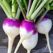 Fresh 1200 Purple Top Turnip Seeds Vegetable Garden Seeds Arto - $9.00